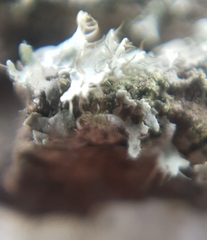 Entomobrya nivalis