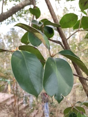 Ternstroemia gymnanthera