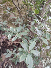 Quercus phillyreoides