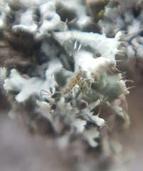 Entomobrya nivalis