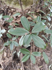 Quercus phillyreoides