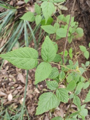 Rubus hirsutus