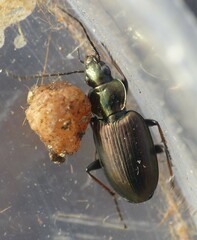 Agonum muelleri