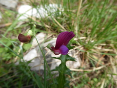 Lathyrus digitatus