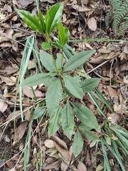 Talinum paniculatum