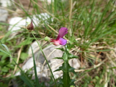 Lathyrus digitatus