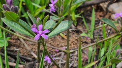 Raphionacme hirsuta