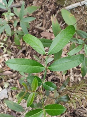 Zanthoxylum armatum
