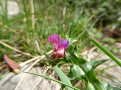 Lathyrus digitatus