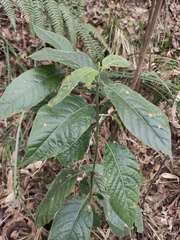 Clerodendrum cyrtophyllum