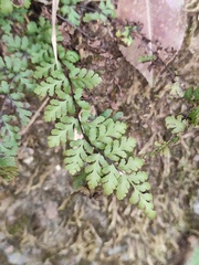 Cheilanthes chusana