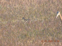 Hydrophasianus chirurgus