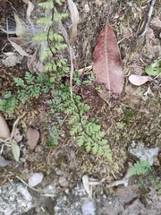 Cheilanthes chusana