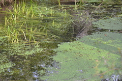 Callitriche obtusangula