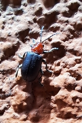 Cacoscelis nigripennis
