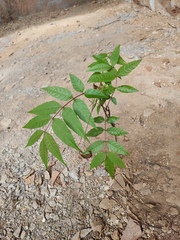 Toona sinensis