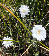 Leucheria suaveolens