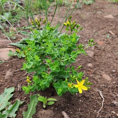Hypericum aethiopicum