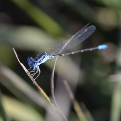 Argia alberta