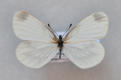 Leptidea juvernica