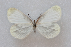 Leptidea juvernica