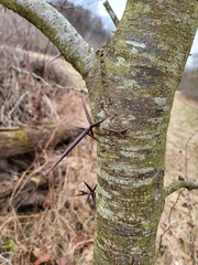 Gleditsia triacanthos triacanthos