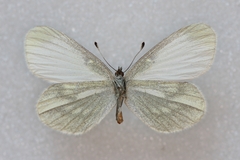 Leptidea juvernica