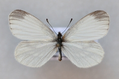 Leptidea juvernica