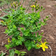 Hypericum aethiopicum
