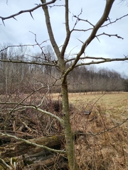 Gleditsia triacanthos triacanthos