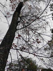 Liquidambar formosana