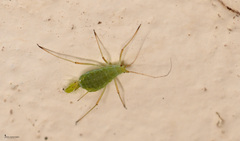 Macrosiphum euphorbiae