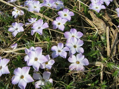 Phlox diffusa