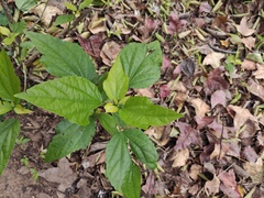 Malvaviscus penduliflorus