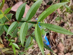 Zanthoxylum armatum