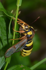 Sesia apiformis