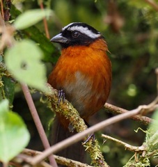 Oreothraupis arremonops