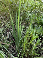 Tritonia disticha