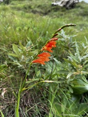 Tritonia disticha