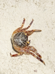 Grapsus