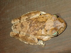 Boana pugnax