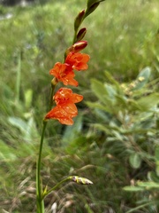 Tritonia disticha