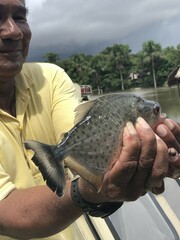 Pygocentrus nattereri