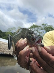 Pygocentrus nattereri