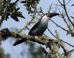 Andigena nigrirostris