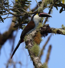 Andigena nigrirostris