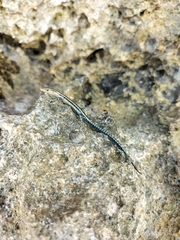 Cryptoblepharus africanus