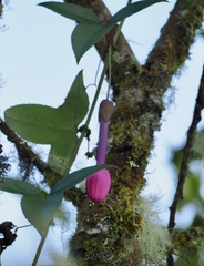 Passiflora cumbalensis