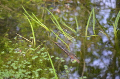 Callitriche obtusangula