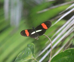Heliconius melpomene